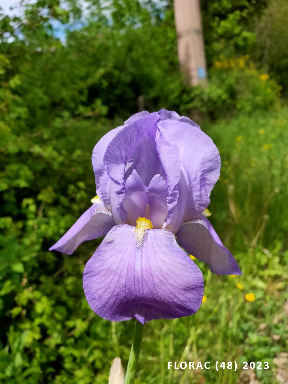Iris, Bearded flower